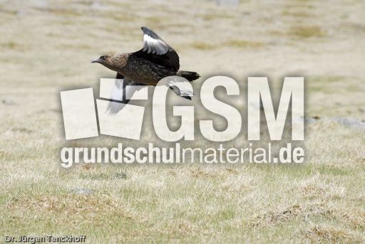 Raubmöve (Skua) (15 von 16).jpg